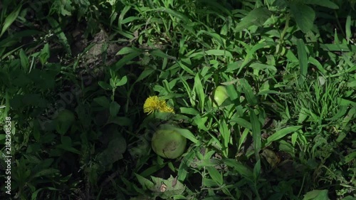 Green apples that have fallen to the ground.