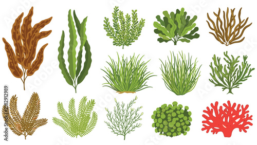 Botanical illustration of marine plants featuring various types of underwater seaweed, algae, and red coral.