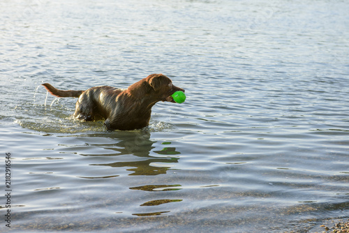 Cuadro en lienzo chocolate labrador running out of water with green ball