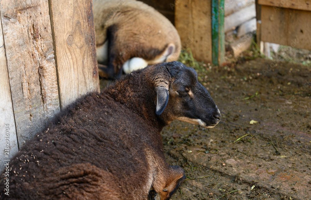 Obraz premium A dark sheep lies on the floor in a wooden enclosure on a farm.