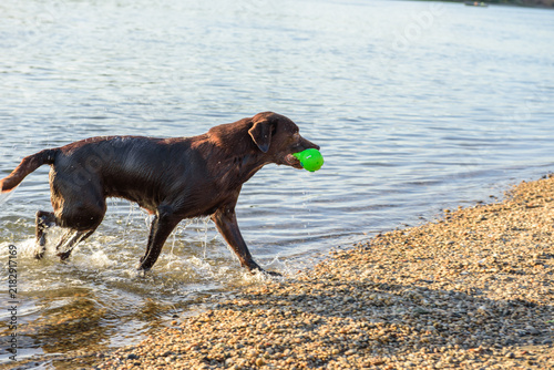 Fotografía chocolate labrador running out of water with green ball