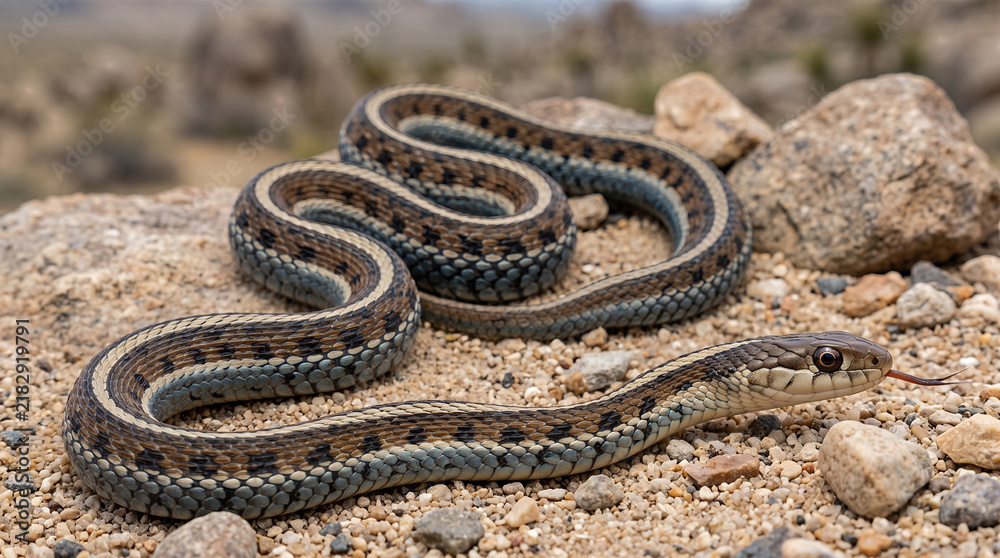Obraz premium Garter snake (Thamnophis sirtalis) coiled on desert sand with rocks and tongue flicking out