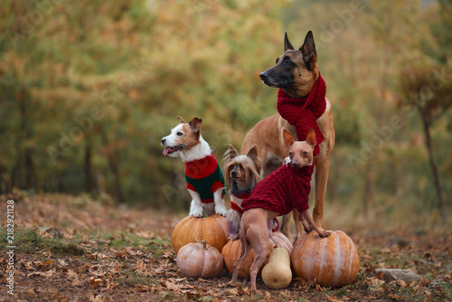 Four dog breeds pose together with pumpkins in an autumn forest for Halloween. Belgian Malinois, Jack Russell Terrier, Yorkshire Terrier and American Hairless Terrier in a seasonal woodland setting.