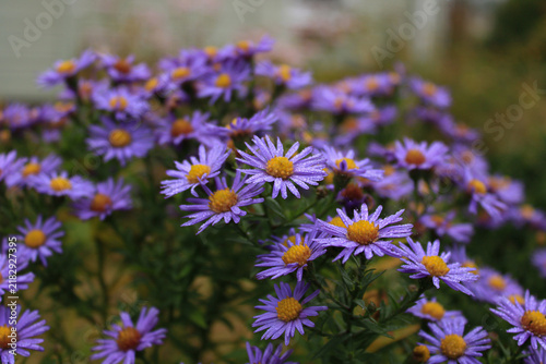 Obraz na plátně Beautiful purple aster flower heads with yellow centers covered in fine water mi