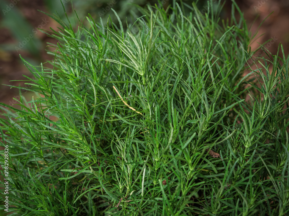 Fototapeta premium Dense, needle-like green foliage of a Rosemary (Salvia rosmarinus) herb plant growing in Kerala