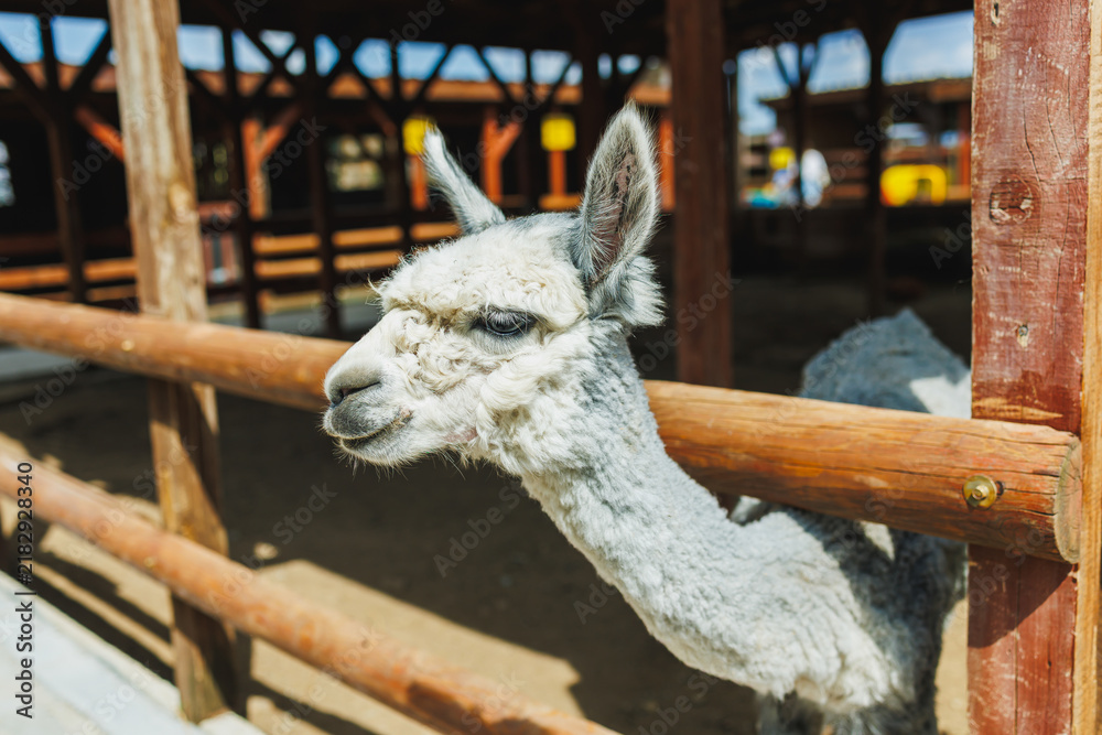 Fototapeta premium Alpaca at a farm in warm weather looking over a wooden fence during the day