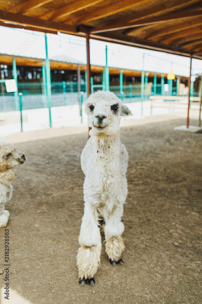 Fototapeta premium Young llama standing in a barn area with a dirt floor and wooden beams during daytime at a farm setting
