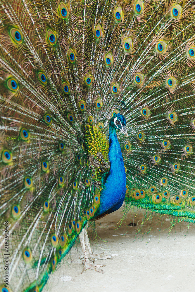 Fototapeta premium Peacock displays feathers in a garden during daytime hours, showcasing bright colors and patterns to attract attention
