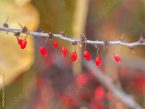 Foto Branches of a barberry Bush with ripe red barberry berries