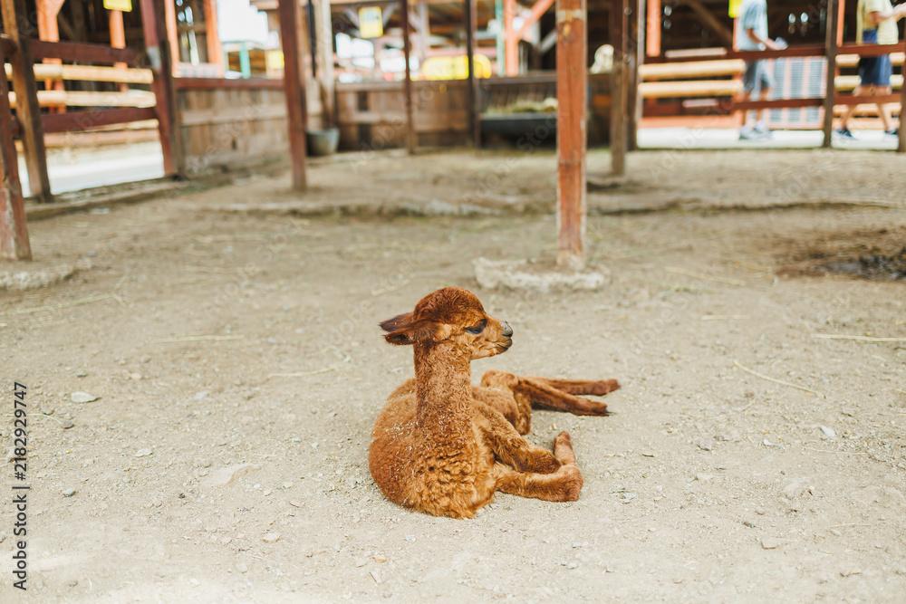 Fototapeta premium Llama sits on the ground in a barn during day at a farm in a rural area