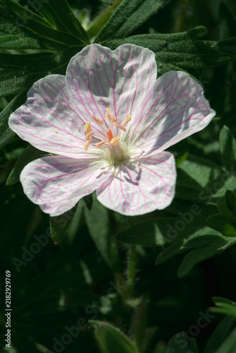 Obraz na płótnie Silky petals and vivid veins emerge from a shadowed summer garden