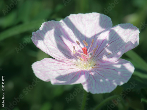 Canvastavla Gentle geranium flower shines softly above lush dark green leaves