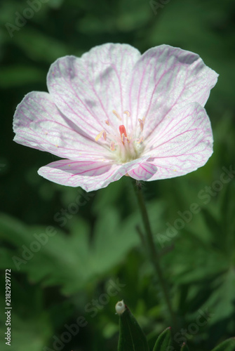 Pale pink cranesbill flower captured in detailed botanical macro outdoors 