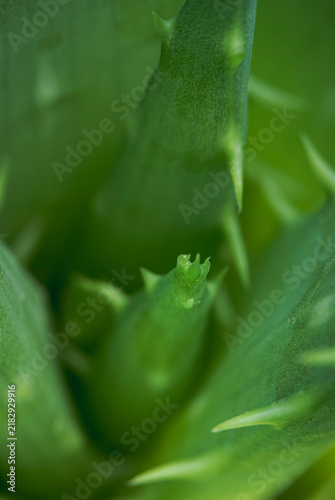 Картината върху платно Spiny succulent leaves form a tightly layered green rosette in macro detail