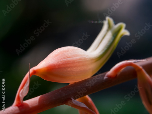 Pink gasteria succulent flower bud blooming on slender stem in sunlight