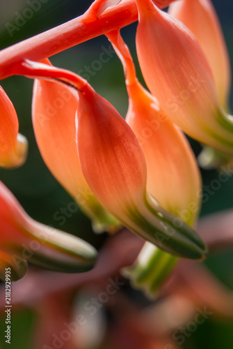 Quadro su tela Tubular stomach shaped gasteria flower blossom with pink base and green tip