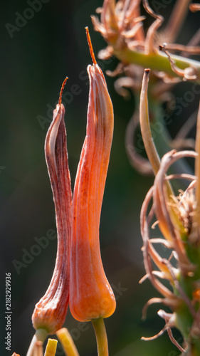 Unique coral pink gasteria inflorescence displaying swollen tubular perianth structure