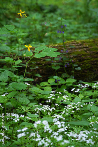 Cuadro en lienzo Yellow celandine flowers and delicate white woodruff blossoms brighten dense for