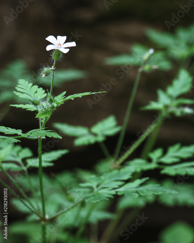 Foto Small white geranium robertianum flower blooming on hairy green stem in forest s