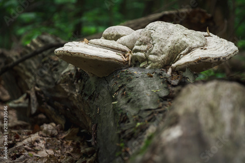 Obraz na plátně Pale polypore shelves form sculptural layers on decaying woodland timber