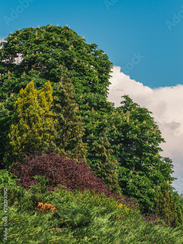 Cuadro en lienzo Blooming horse chestnut tree towering above colorful garden shrubs outdoors