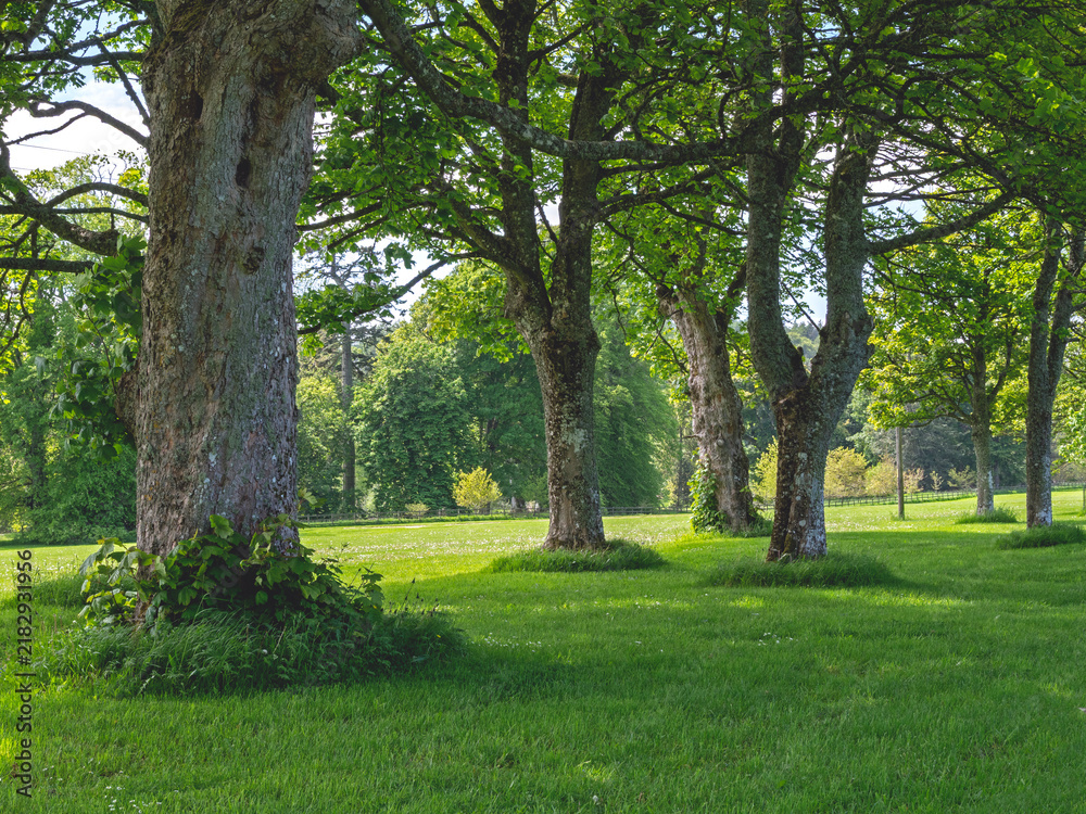 Obraz premium Tree trunks in a summer meadow in a park