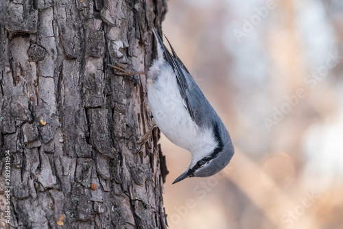 Konstfotografi Eurasian nuthatch or wood nuthatch, lat
