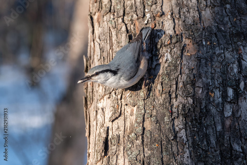 Foto Eurasian nuthatch or wood nuthatch, lat