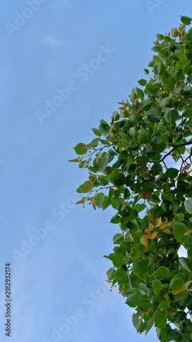 Fotografie Green foliage, fruits and characteristic bracts of a linden tree (Tilia) against a blue sky with generous copy space