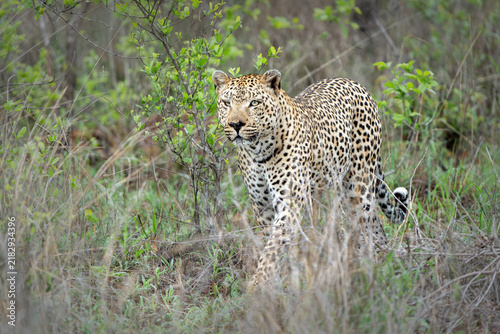 Photography Leopard male hanging around in Sabi Sands Game Reserve in the Greater Kruger Reg