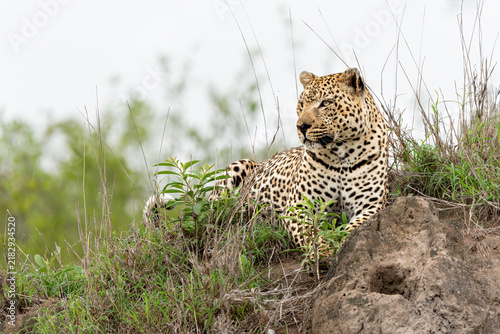 Leopard male hanging around in Sabi Sands Game Reserve in the Greater Kruger Region in South Africa