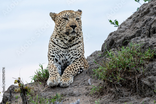 Leopard male hanging around in Sabi Sands Game Reserve in the Greater Kruger Region in South Africa