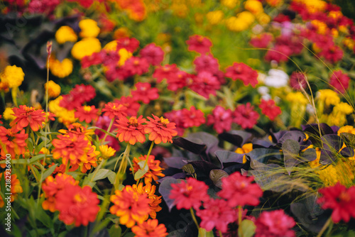 Mixed warm-toned flower border