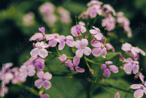 Light purple flowers close-up