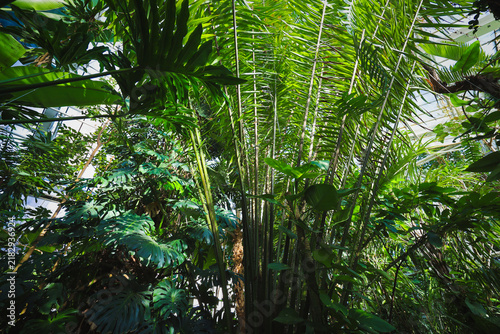 Tall tropical plants in greenhouse