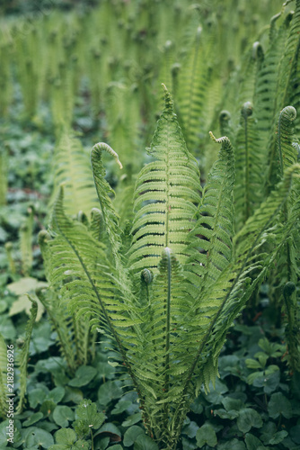Single fern standing above groundcover