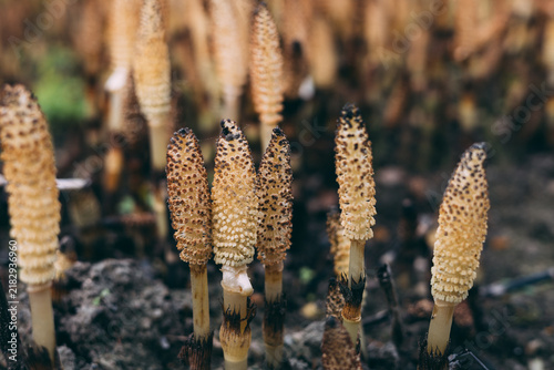 Spore-bearing stems in soil