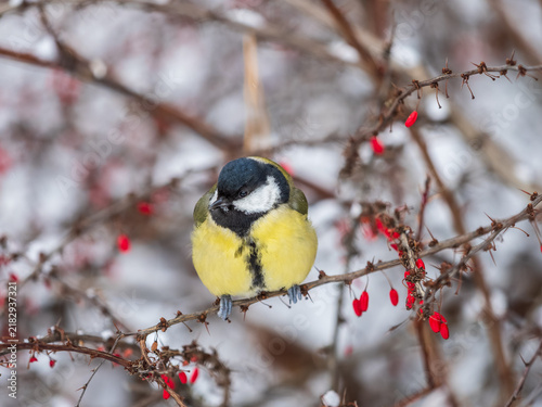 Cuadro en lienzo Cute bird Great tit, songbird sitting on a branch without leaves in the autumn or winter