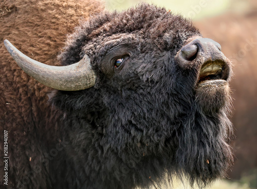 Cuadro en lienzo American Bison Buffalo Bull Rut Season Flehmen Response