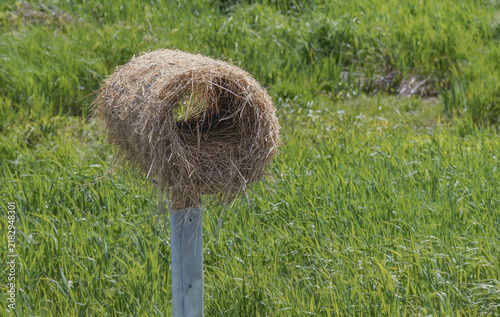 Obraz na płótnie Handwoven straw bird nest or roosting pocket on a post in a marsh