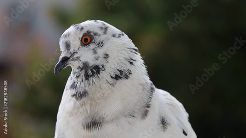 White speckled feral pigeon profile portrait in outdoor natural light. A telephoto macro portrait capturing the side profile of a white feral pigeon White speckled feral pigeon profile por
