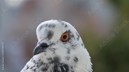 White speckled feral pigeon head close up portrait with vivid orange iris. A tight telephoto macro close-up of a white feral pigeon featuring dark grey spotted plumage and a striking brig