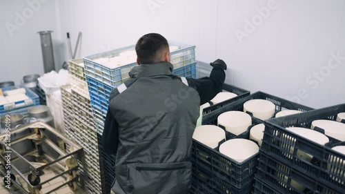 Worker arranging fresh cheese wheels in crates for aging. Food industry professional storing dairy products in a refrigerated warehouse