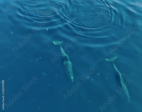Cuadro en lienzo Blue whale surfacing in the ocean and releasing a powerful spout of air through its blowhole, viewed from above