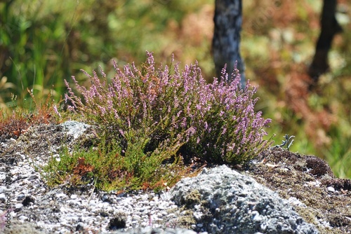 Purple heather calluna vulgaris blooming on rocky ground in natural sunlight