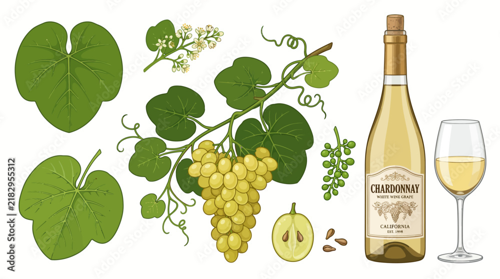 Obraz premium Very beautiful realistic vector set of CHARDONNAY featuring separate grapevine, pale green grape cluster, rounded leaves, delicate blossoms, young berries, cut grape, seeds, white wine bottle, filled 