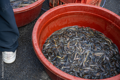 Live Korean freshwater pond loaches swimming inside large red plastic basin for sale at outdoor traditional street market.