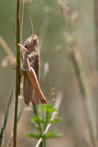 Фотография A small brown grasshopper hides in the tall grass in the summer