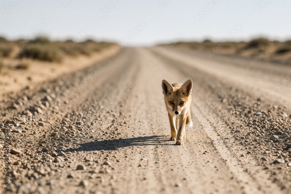 Fototapeta premium Small Arabian red fox walks along empty dirt road in desert. Young wild predator looks at camera trekking through dry wilderness. Cute sand fox animal moves on sandy path under clear sky in arid