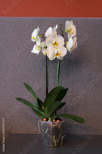 Orchid flower apartment interior plant
